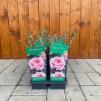 Ruža popínavá (Rosa rampicante) ´BLOSSOMTIME´ - výška 10-20 cm, P11